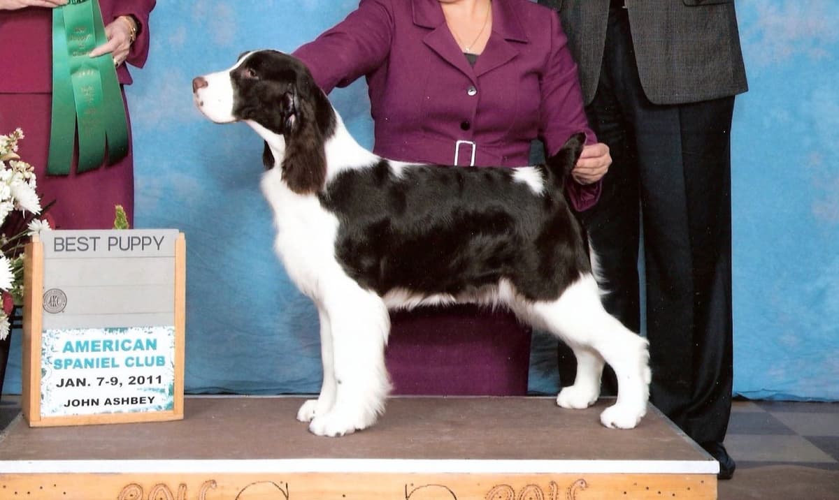 English Springer Spaniel Puppies breeder image 15