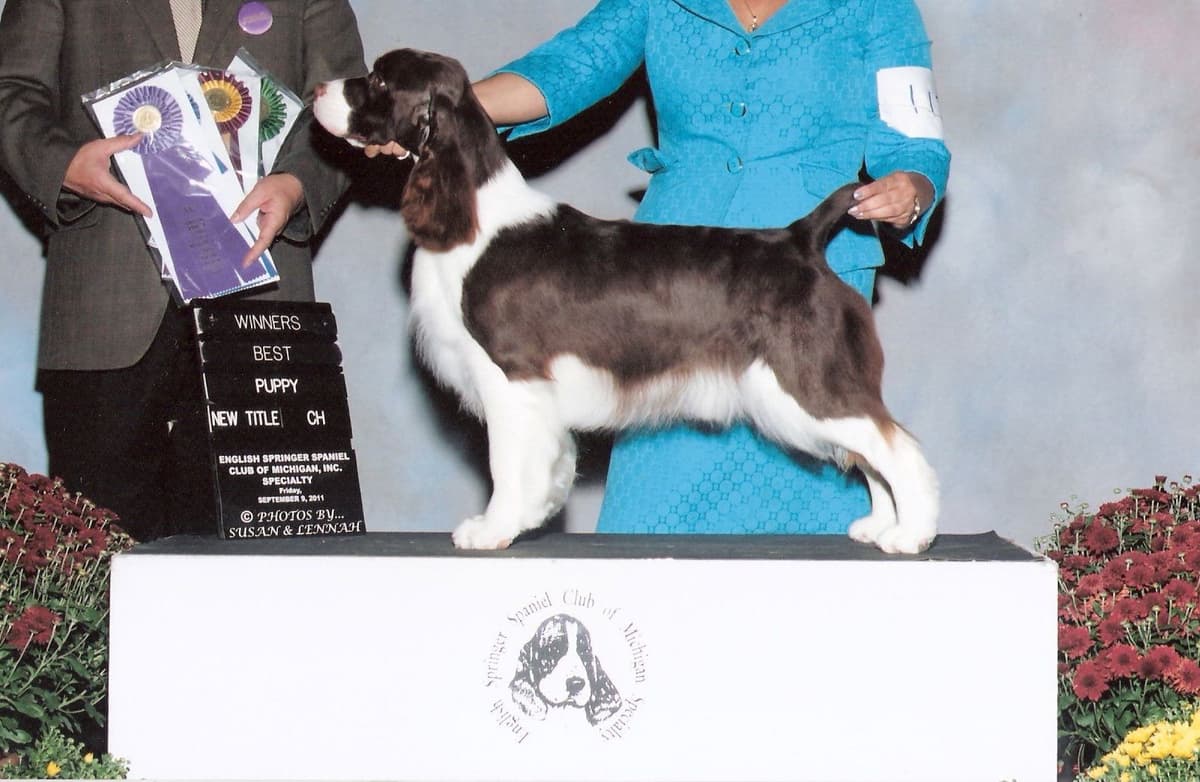 English Springer Spaniel Puppies breeder image 16