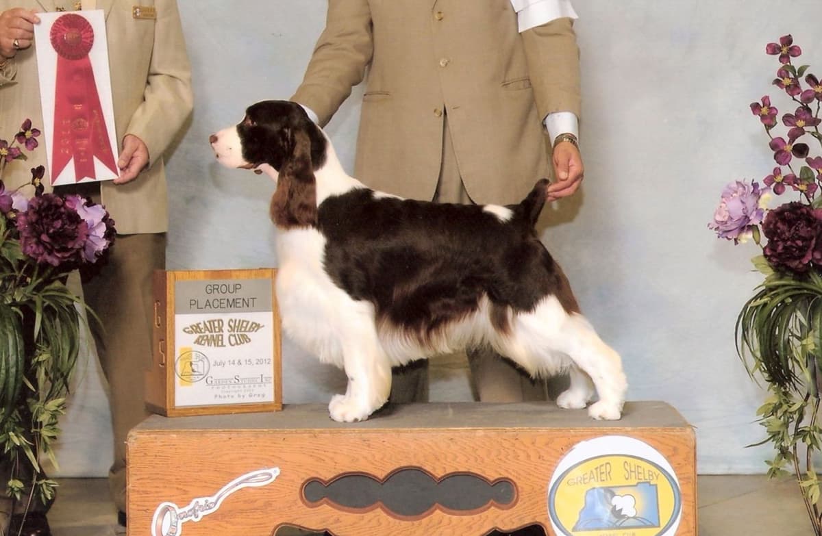 English Springer Spaniel Puppies breeder image 2