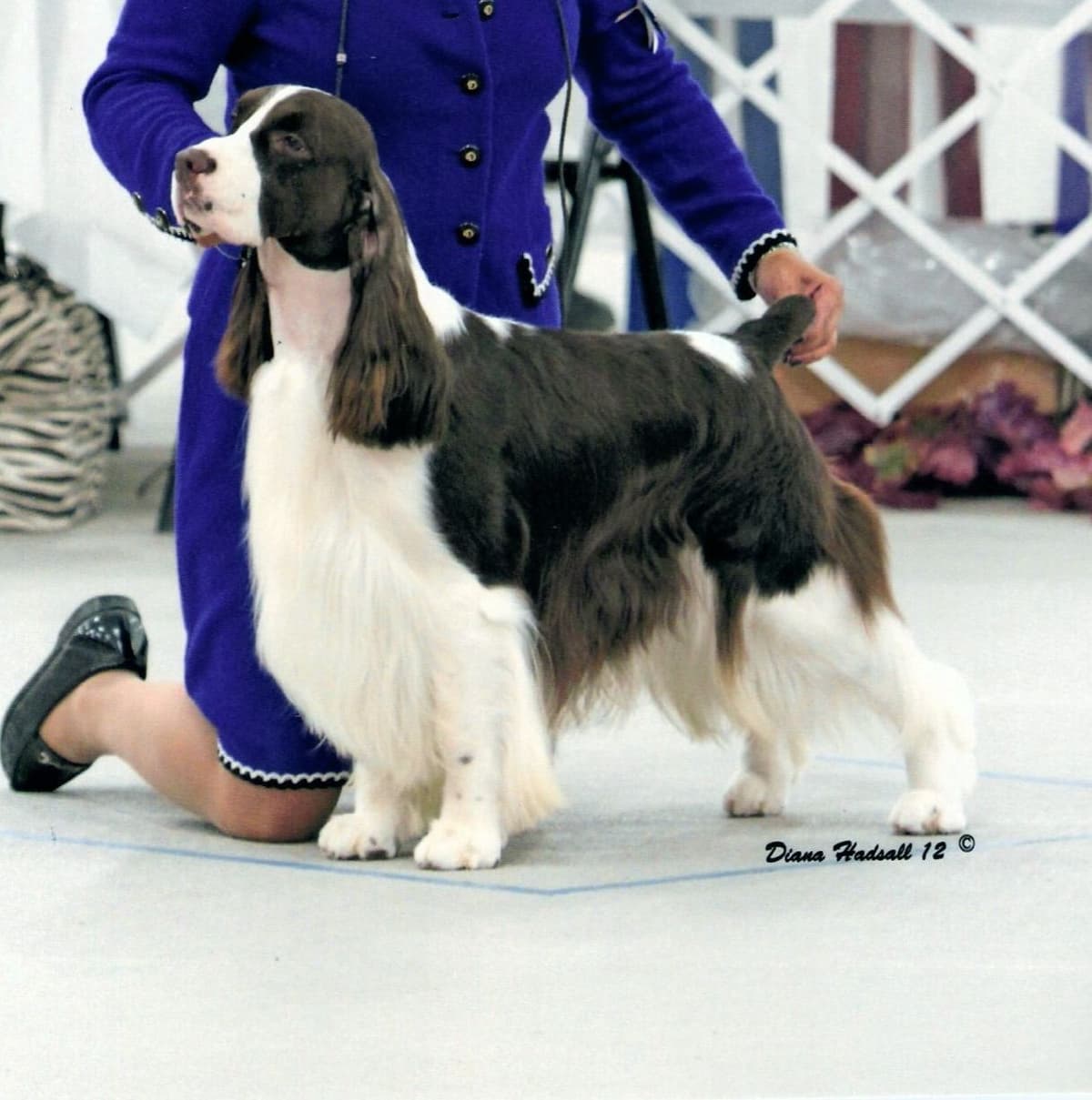 English Springer Spaniel Puppies breeder image 18