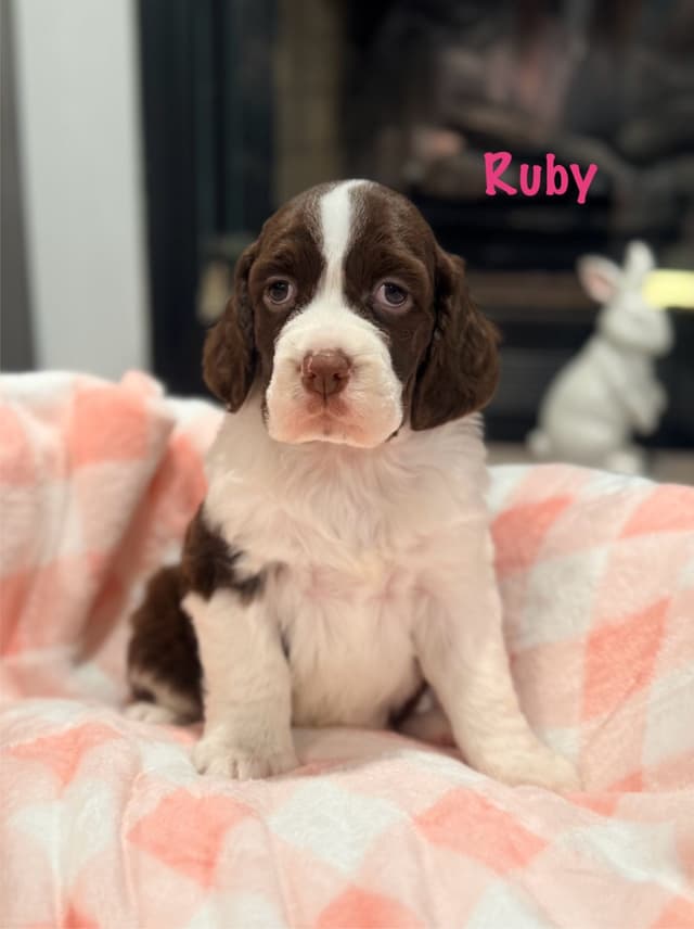 English Springer Spaniel Puppies media 4