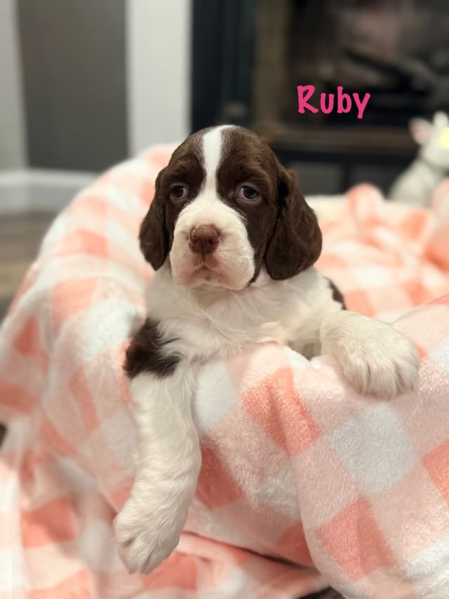 English Springer Spaniel Puppies media 5