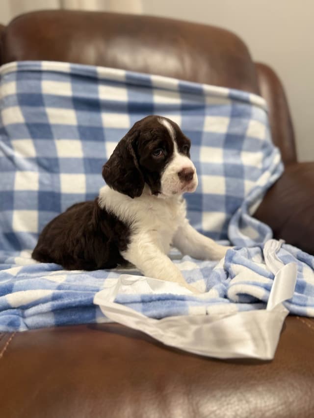 English Springer Spaniel Puppies media 7