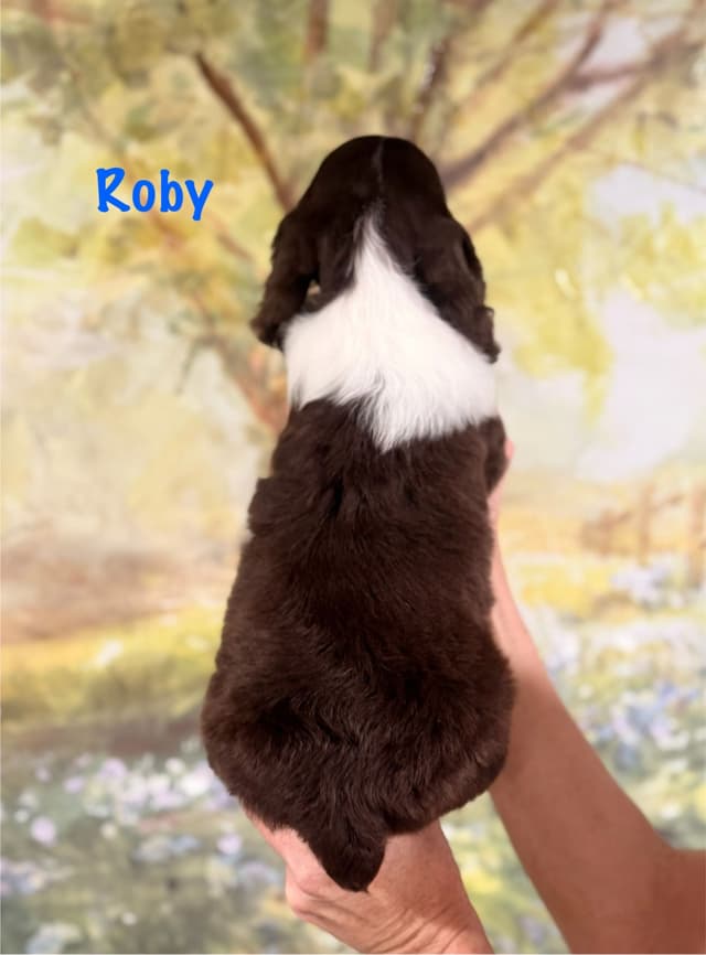 English Springer Spaniel Puppies media 9