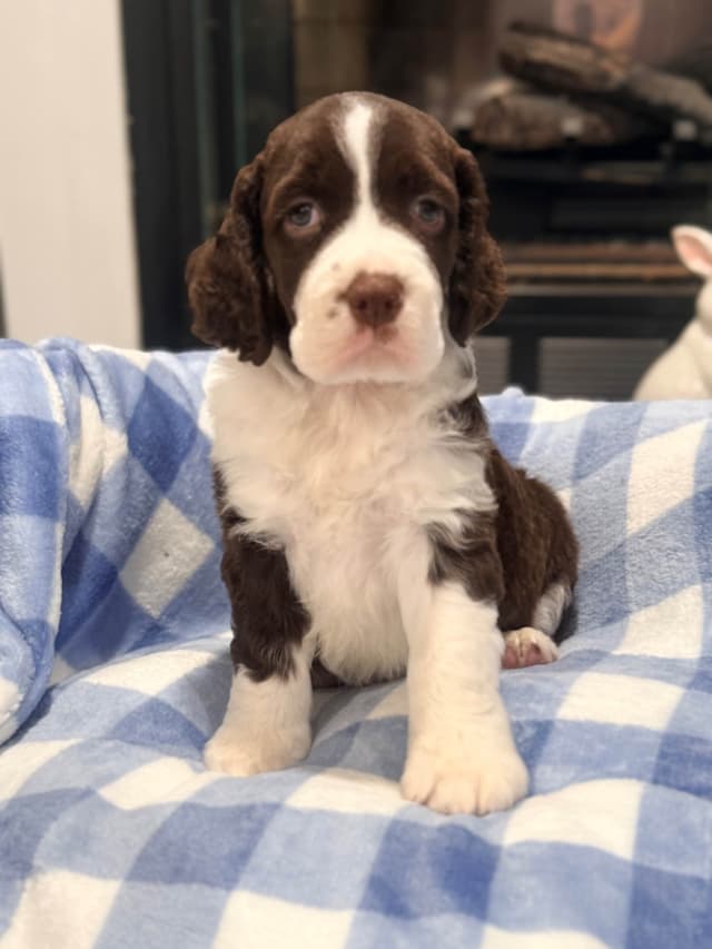 English Springer Spaniel Puppies media 10