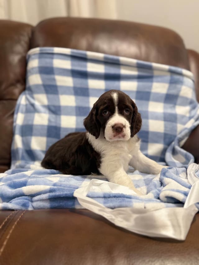 English Springer Spaniel Puppies media 8