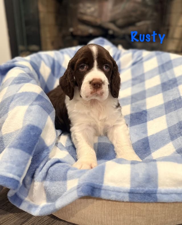 English Springer Spaniel Puppies media 12
