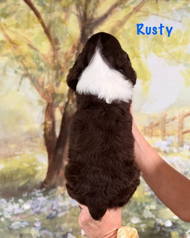 English Springer Spaniel Puppies media 13