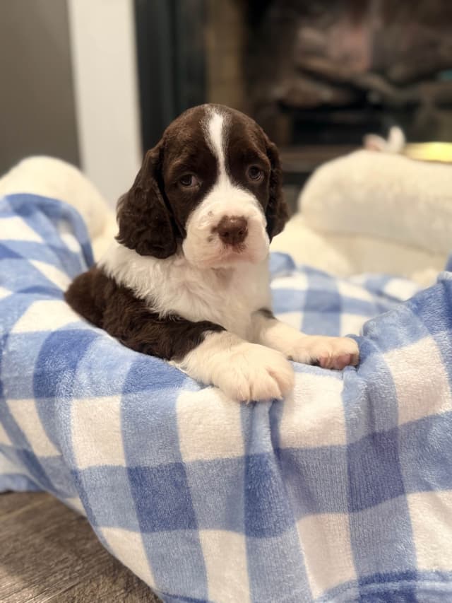 English Springer Spaniel Puppies media 14