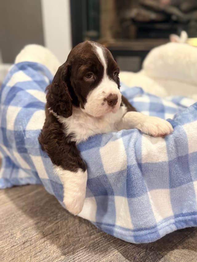 English Springer Spaniel Puppies media 15