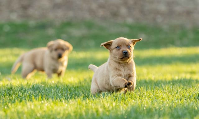 Labrador Retriever Puppies media 4
