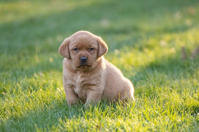 Labrador Retriever Puppies media 3