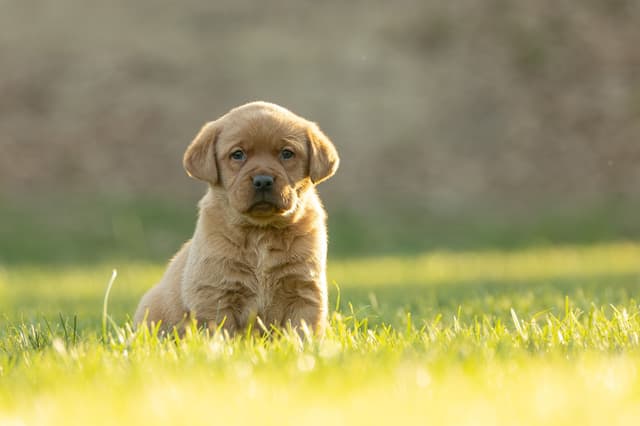 Labrador Retriever Puppies media 5