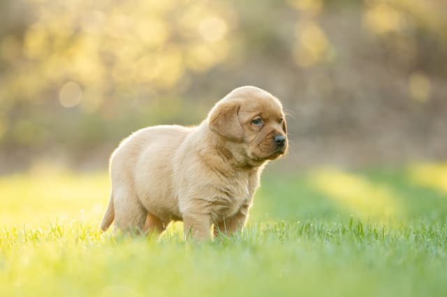 Labrador Retriever Puppies media 2