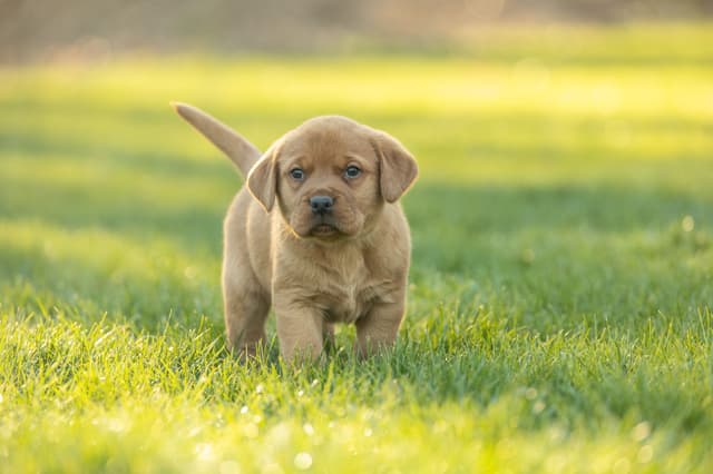 Labrador Retriever Puppies media 6