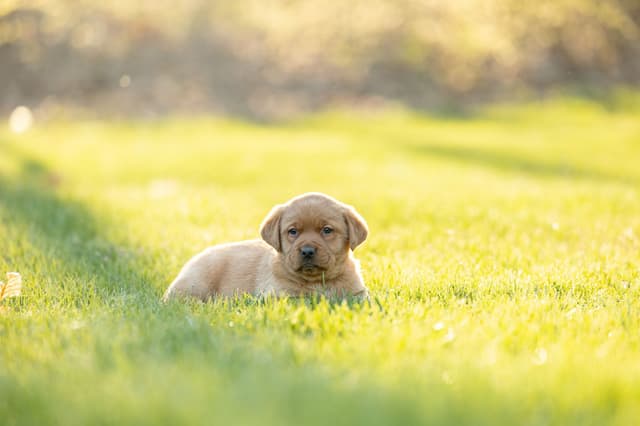 Labrador Retriever Puppies media 7