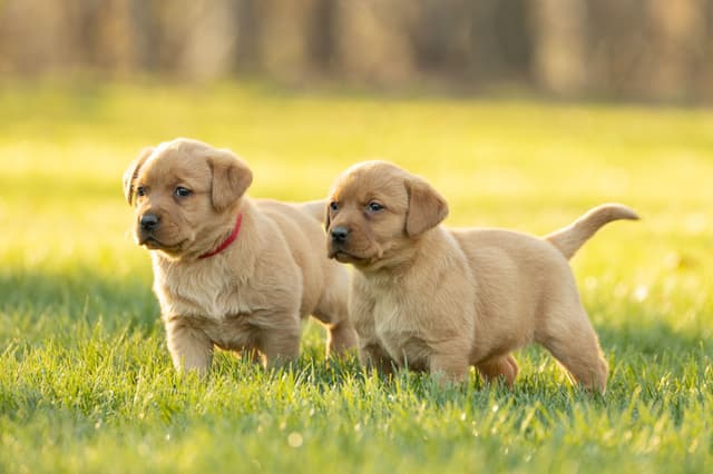 Labrador Retriever Puppies media 8