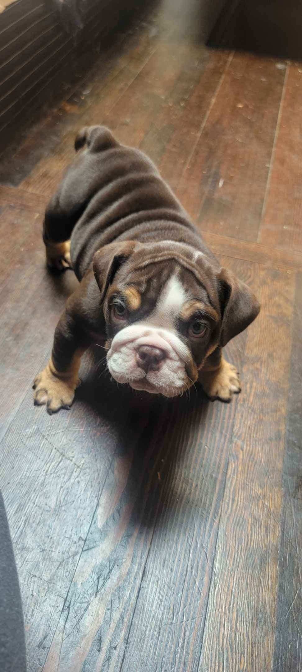 French Bulldog Puppies breeder image 1