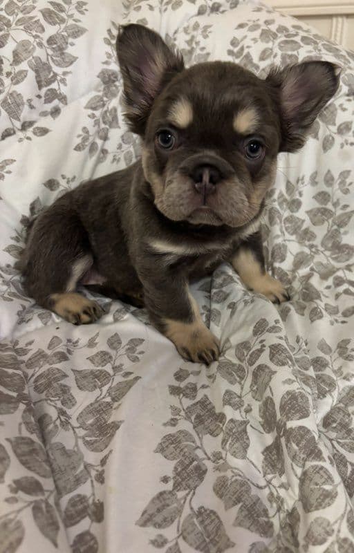 French Bulldog Puppies breeder image 2