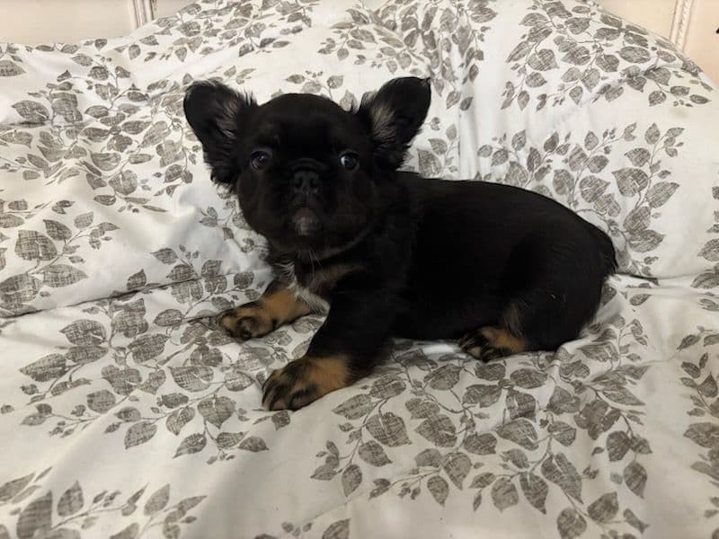 French Bulldog Puppies breeder image 3