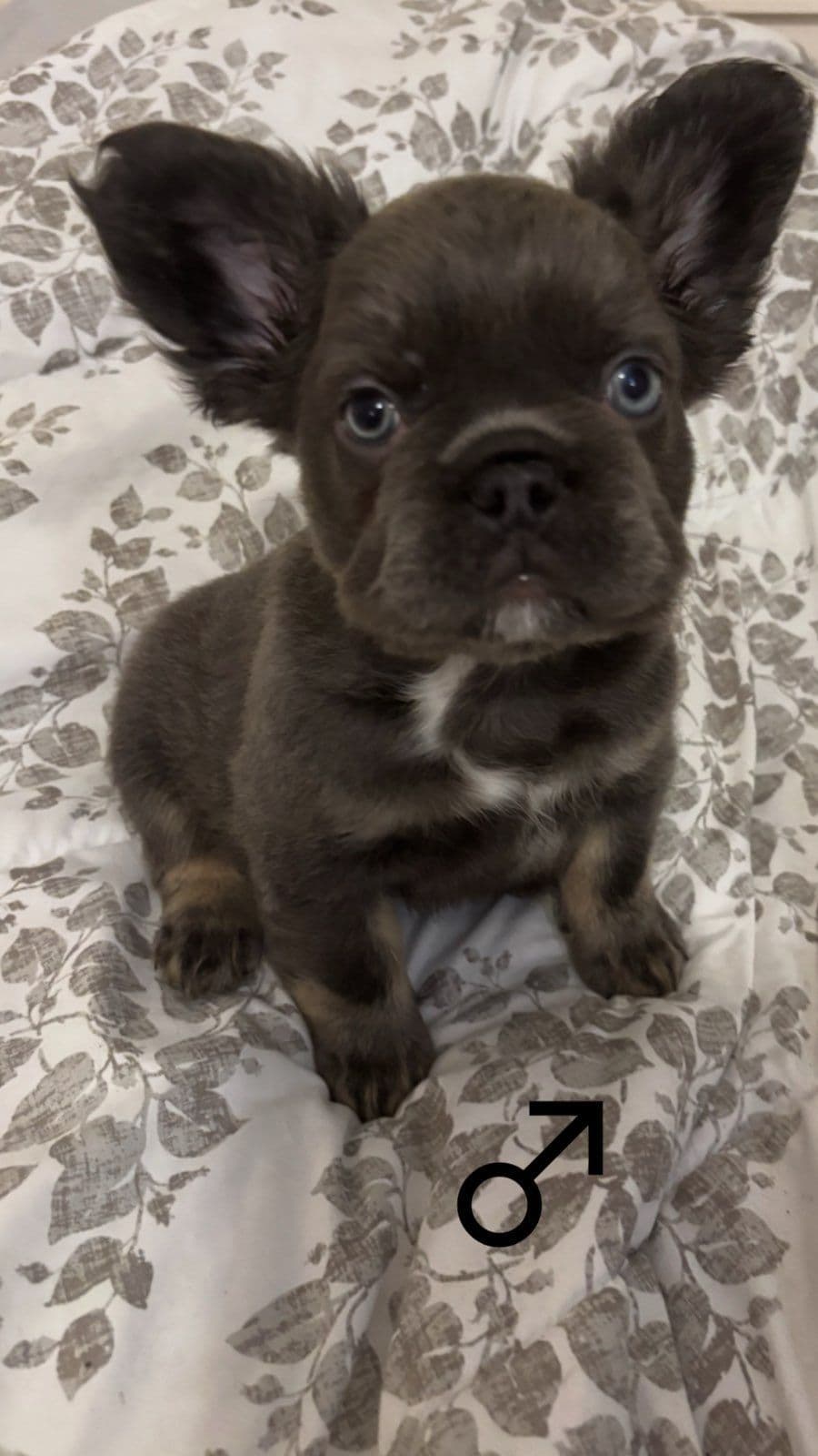 French Bulldog Puppies breeder image 4