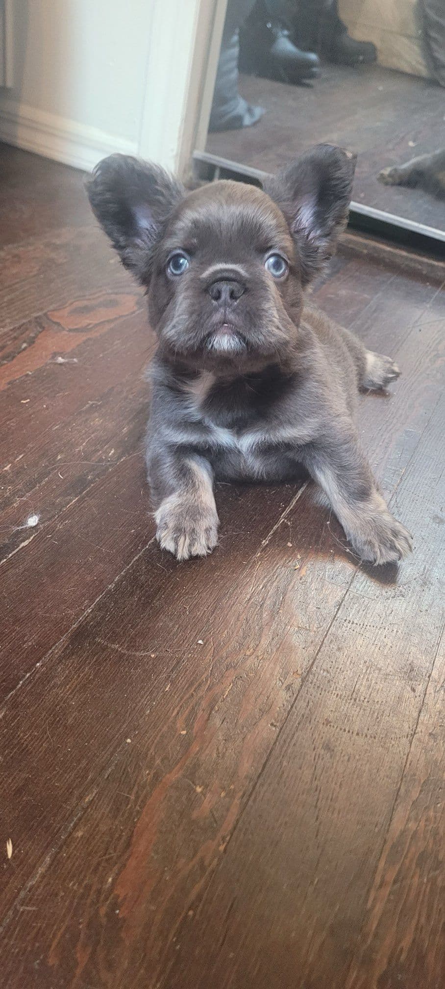 French Bulldog Puppies breeder image 5