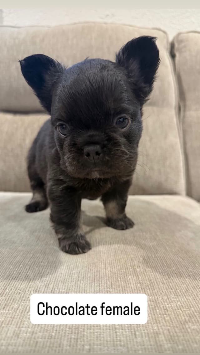 French Bulldog Puppies media 2