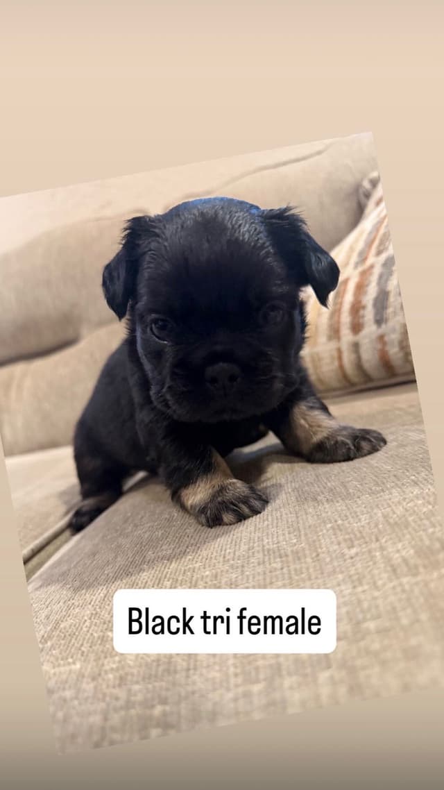 French Bulldog Puppies media 3