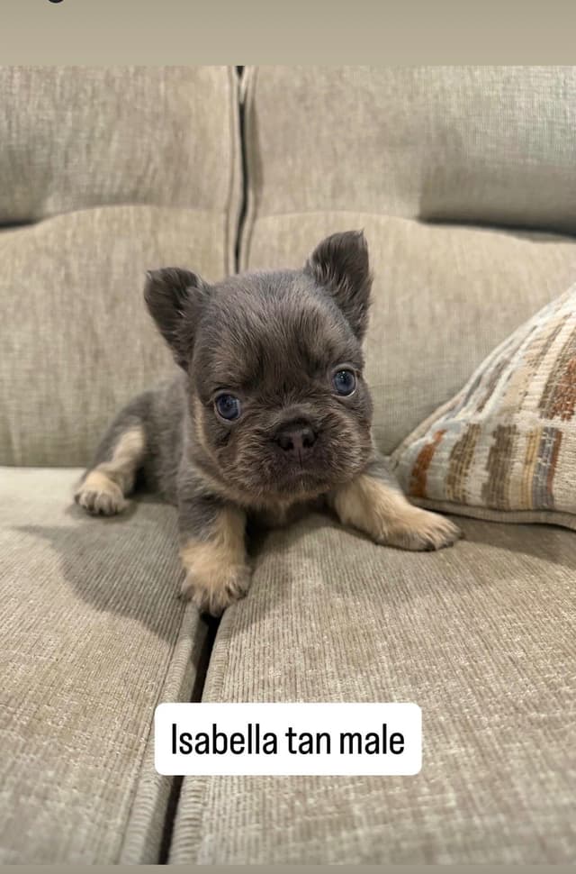 French Bulldog Puppies media 4