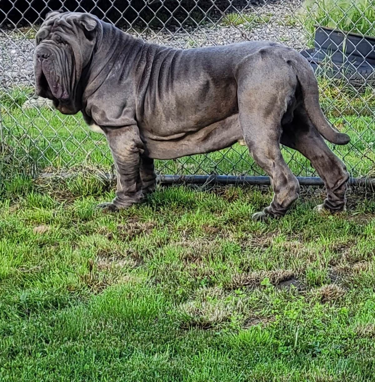 Neapolitan Mastiff Puppies breeder image 1