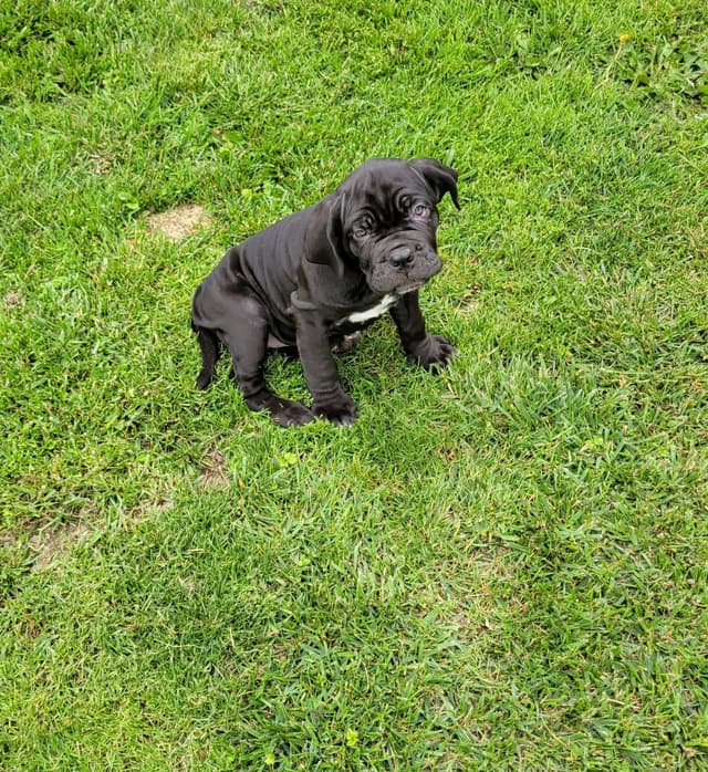 Neapolitan Mastiff Puppies media 2