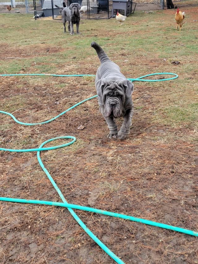 Neapolitan Mastiff Puppies media 3