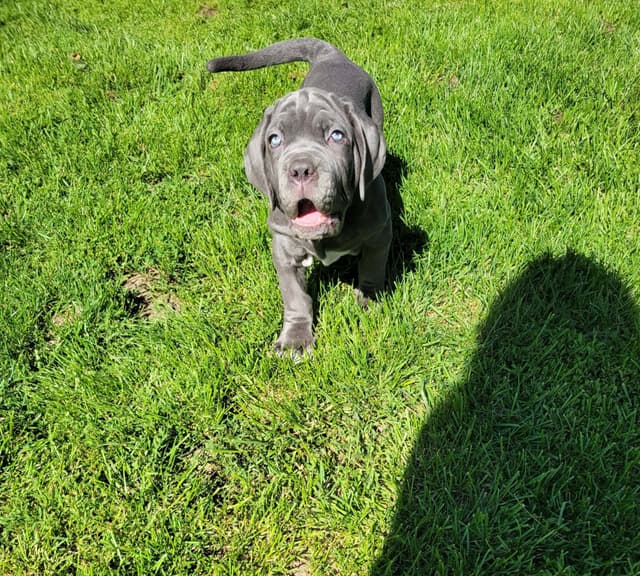 Neapolitan Mastiff Puppies media 4