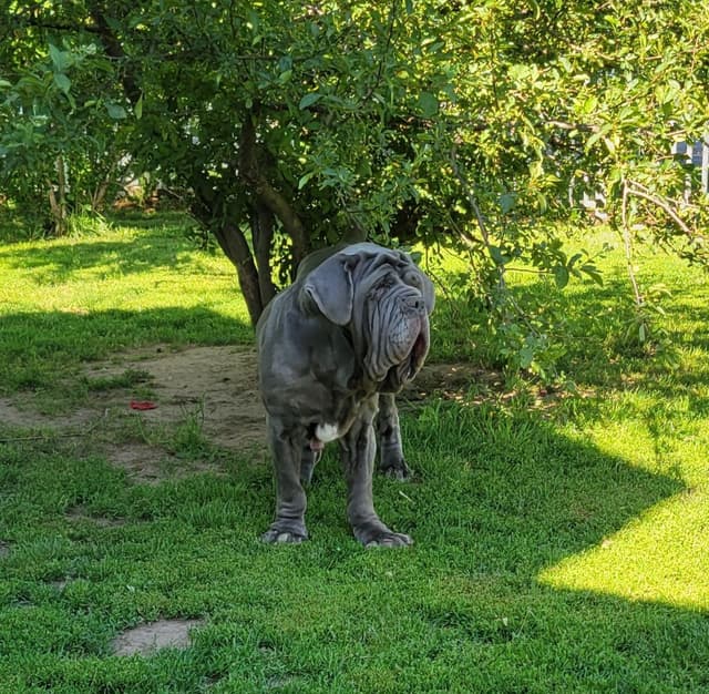 Neapolitan Mastiff Puppies media 3