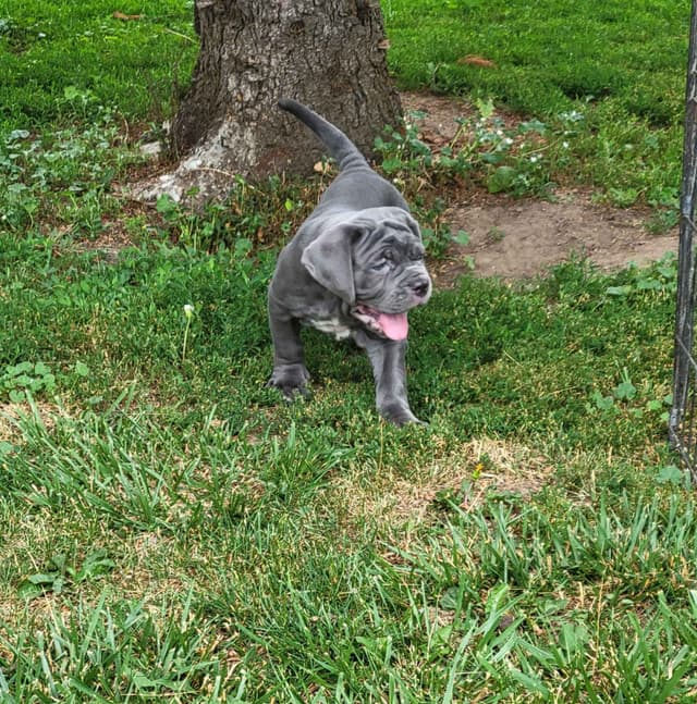 Neapolitan Mastiff Puppies media 4