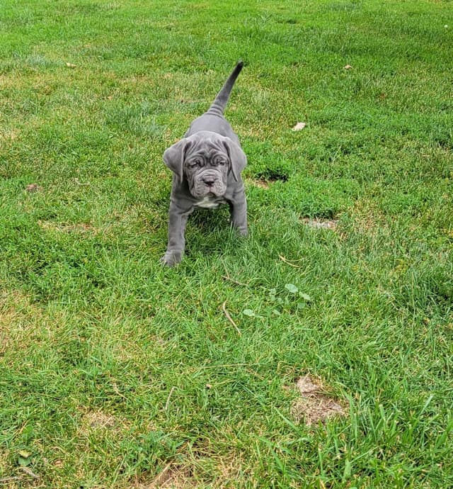 Neapolitan Mastiff Puppies media 5