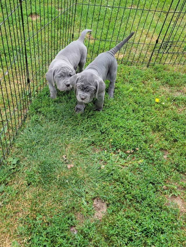 Neapolitan Mastiff Puppies media 6