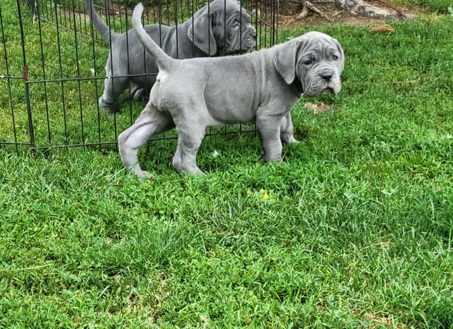 Neapolitan Mastiff Puppies media 2