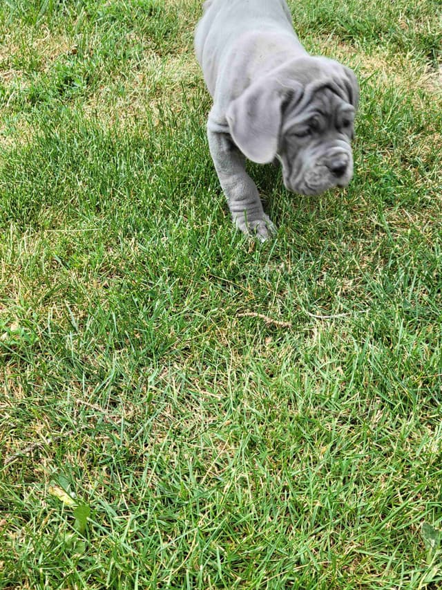 Neapolitan Mastiff Puppies media 8
