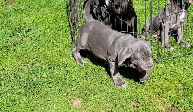 Neapolitan Mastiff Puppies media 5