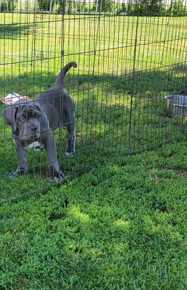 Neapolitan Mastiff Puppies media 6