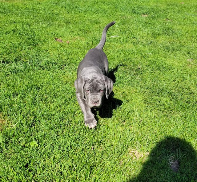 Neapolitan Mastiff Puppies media 7