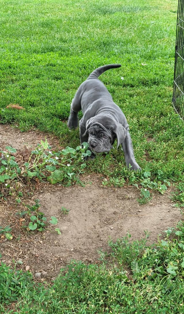 Neapolitan Mastiff Puppies media 7