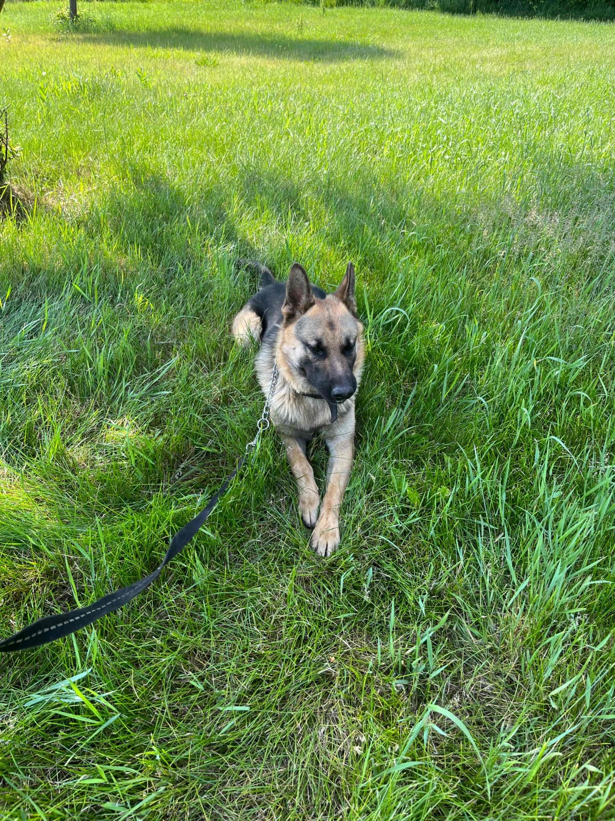 German Shepherd Dog Puppies breeder image 1