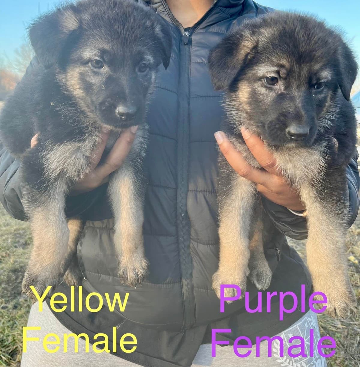 German Shepherd Dog Puppies breeder image 5