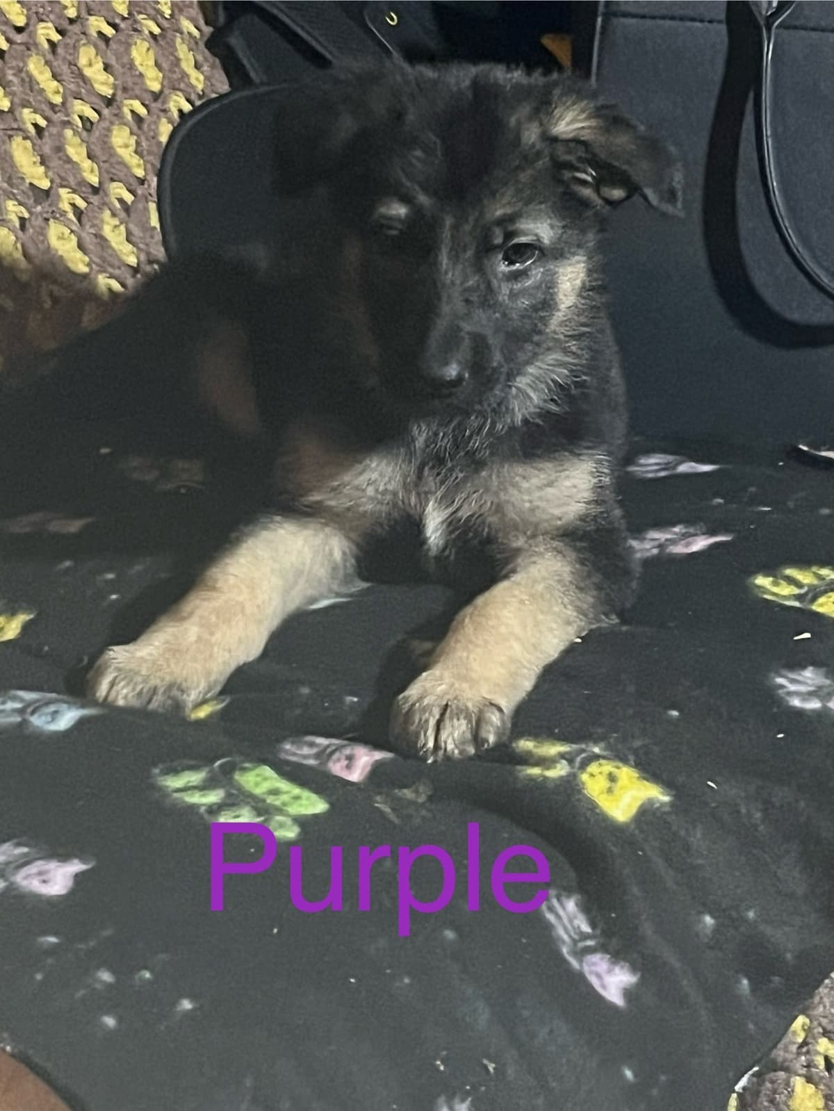 German Shepherd Dog Puppies breeder image 7
