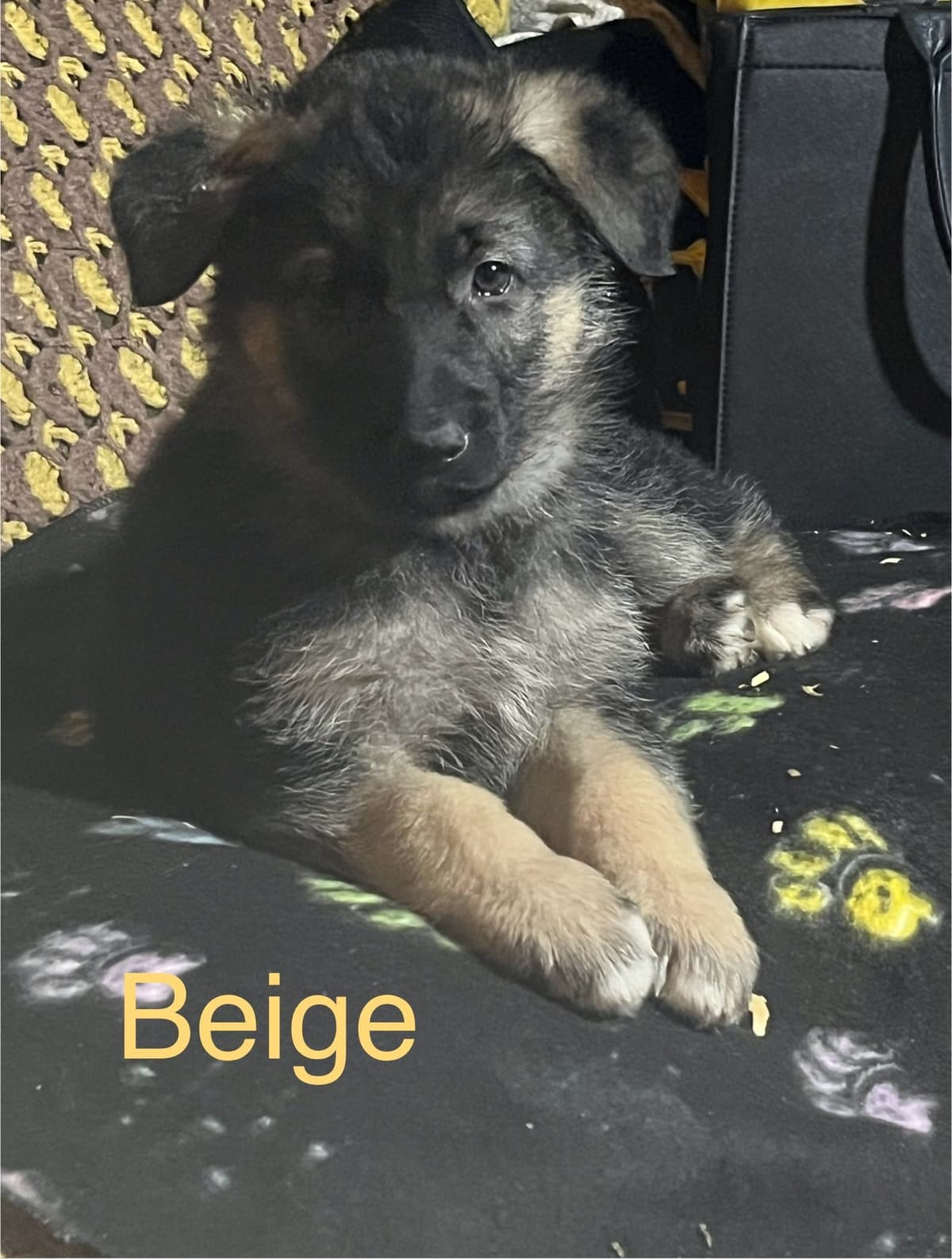 German Shepherd Dog Puppies breeder image 8