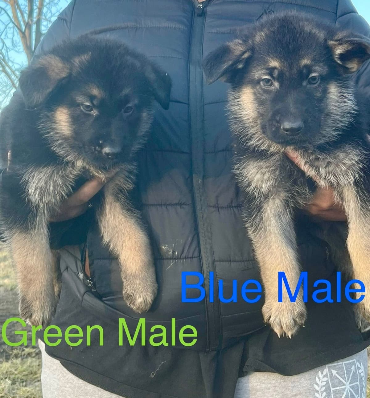German Shepherd Dog Puppies breeder image 9