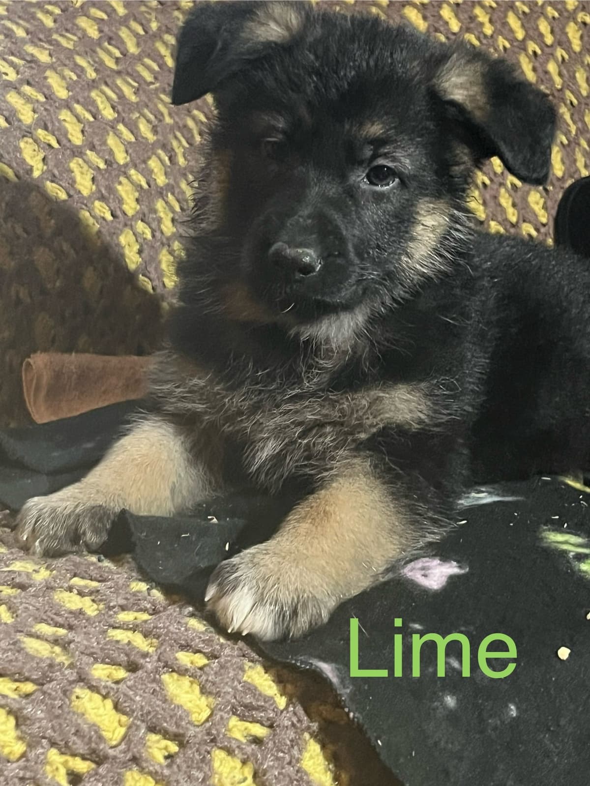 German Shepherd Dog Puppies breeder image 10