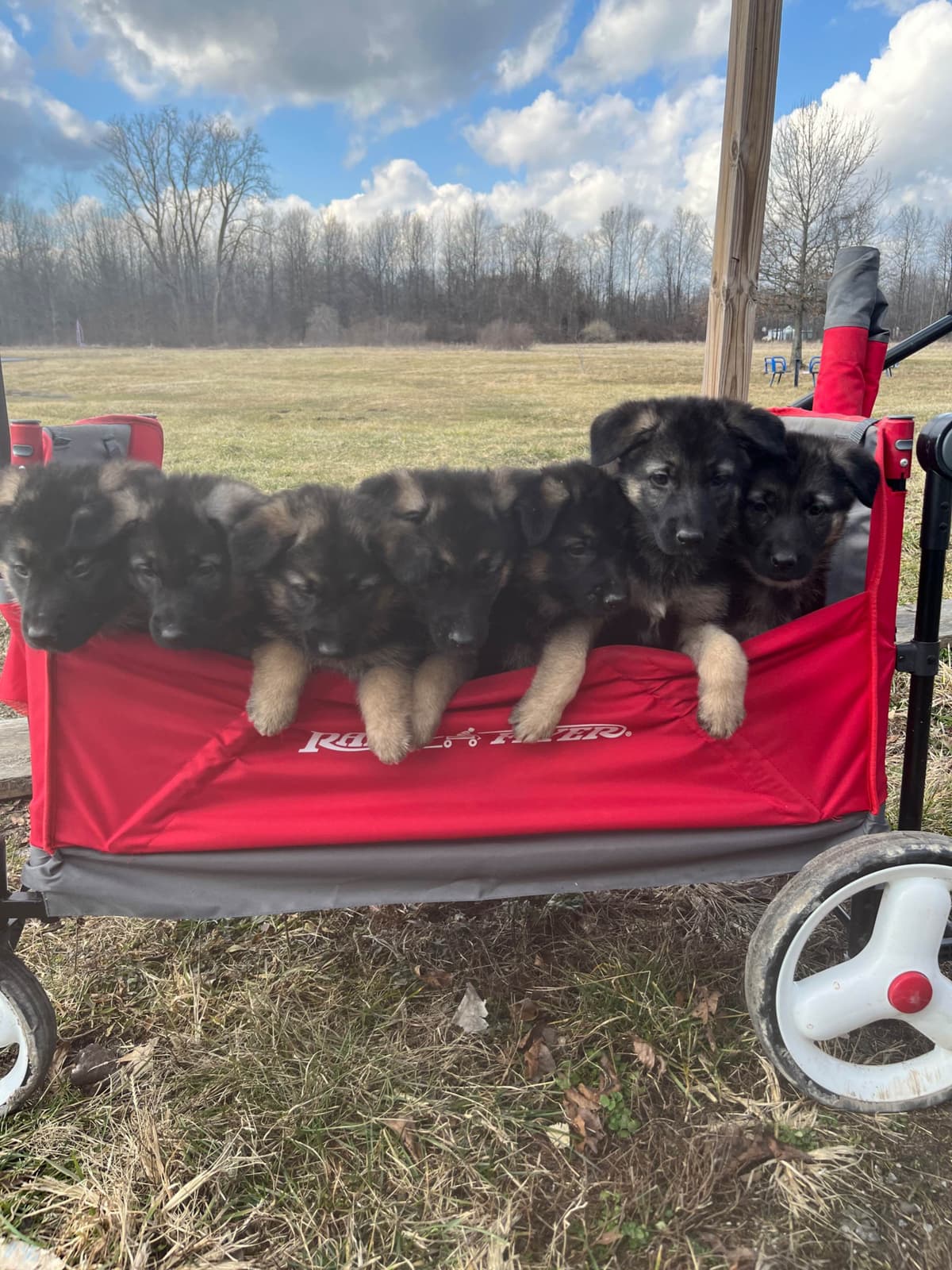 German Shepherd Dog Puppies breeder image 11
